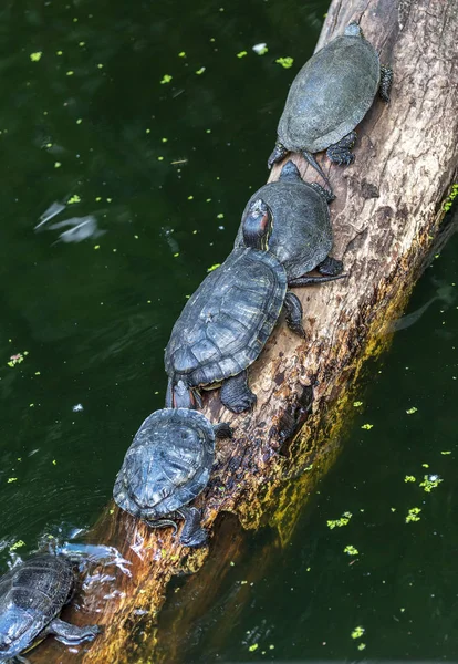 Midland Ζωγραφισμένα Χελώνα Chrysemys Picta Marginata Έχει Επιλέξει Παραδοσιακά Κούτσουρα — Φωτογραφία Αρχείου