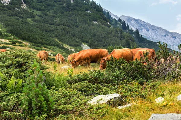 Paisaje Idílico Verano Las Montañas Con Vacas Pastando Verdes Pastos — Foto de Stock