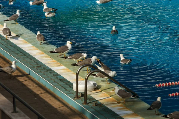 Piscina Esportiva Para Nadar Jogar Pólo Aquático Pulando Torre Para — Fotografia de Stock