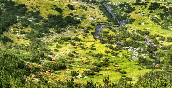 Peisaj Idilic Vară Munți Vaci Pășunând Pășuni Muntoase Verzi Proaspete — Fotografie, imagine de stoc