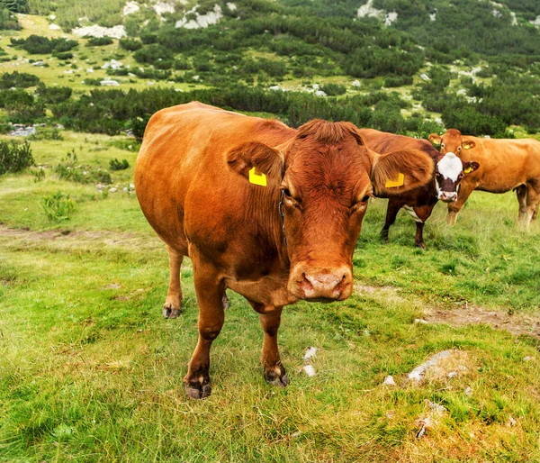 Idyllic Summer Landscape Mountains Cows Grazing Fresh Green Mountain Pastures — Stock Photo, Image