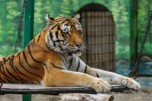 Tigre Siberiano Adulto Descansando Una Colina Enfoque Seleccionado — Foto de Stock