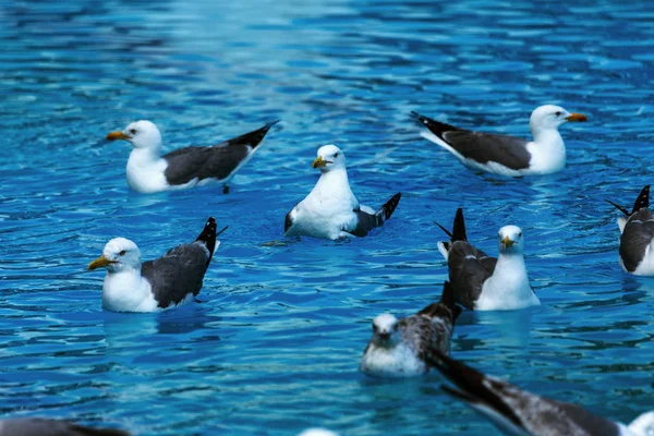 运动游泳池用于游泳和打水球 从塔楼跳入水中 从跳板板上跳下 空水池被海鸥占据了 海鸥在运动池的水中游泳 飞海鸥 — 图库照片