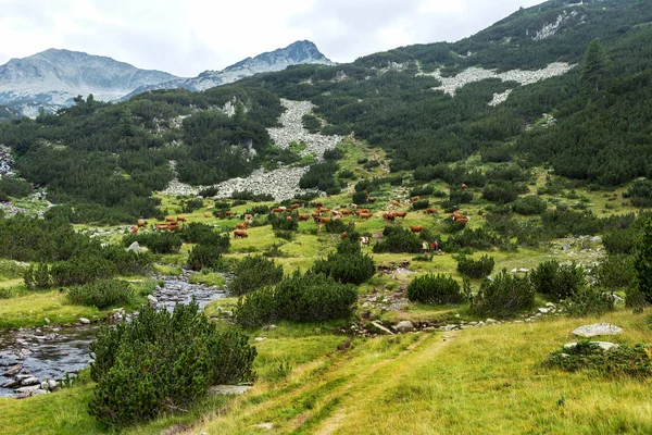 Peisaj Idilic Vară Munți Vaci Pășunând Pășuni Muntoase Verzi Proaspete — Fotografie, imagine de stoc