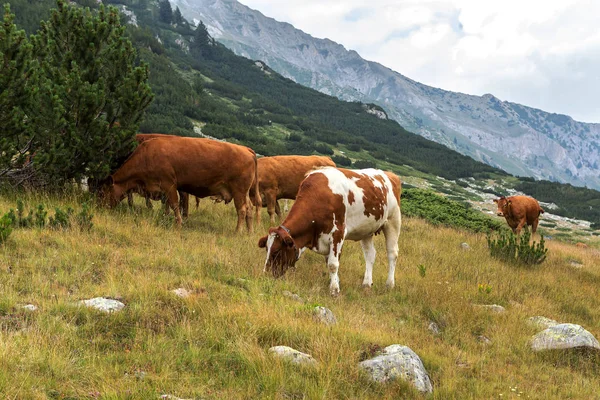 Ειδυλλιακό Καλοκαιρινό Τοπίο Στα Βουνά Αγελάδες Που Βόσκουν Στο Φρέσκο — Φωτογραφία Αρχείου