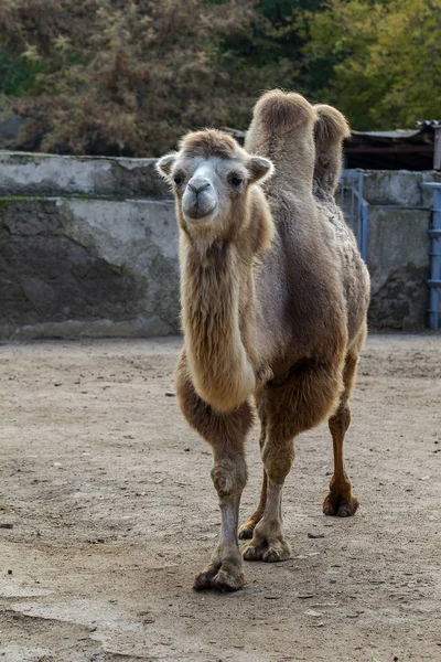 Camel Zoo Large Adult Camel Zoo Aviary City — Stock Photo, Image