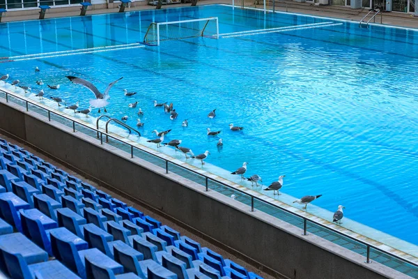 Sports swimming pool for swimming and playing water polo, jumping from tower into water, from board of springboard. Empty pool was occupied by seagulls. Seagulls swim in water of sports pool. Flying seagulls