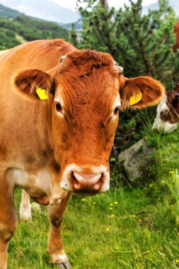 Yeşil vadi ve arka plan, Bulgaristan, Pirin dağ dağ zirveleri ile taze yeşil dağda otlayan inekler dağlarda pastoral yaz peyzaj mera