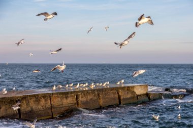 Aç martılar kış sahilde yiyecek bulmak deniz ve mavi gökyüzü bir arka plan üzerinde çember. Deniz kuşları uçuş yiyecek bulmak.