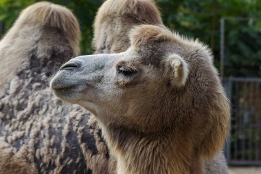 Deve hayvanat bahçesinde. Büyük yetişkin deve hayvanat bahçesi büyük kuş kafesi şehir içinde