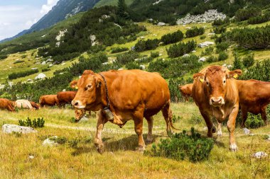 Yeşil vadi ve arka plan, Bulgaristan, Pirin dağ dağ zirveleri ile taze yeşil dağda otlayan inekler dağlarda pastoral yaz peyzaj mera
