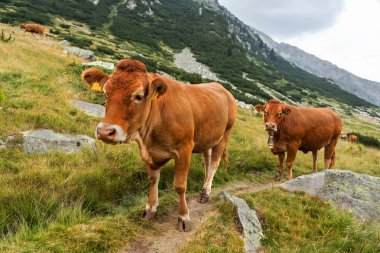 Yeşil vadi ve arka plan, Bulgaristan, Pirin dağ dağ zirveleri ile taze yeşil dağda otlayan inekler dağlarda pastoral yaz peyzaj mera