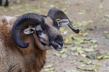 Erkek koyun ile büyük antlered çiftlikte. RAM kafa boynuzları yakın çekim portre ile