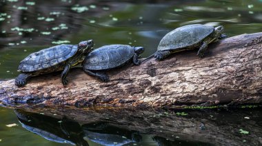 Midland Painted Turtle (Chrysemys picta Marginata) has traditionally selected logs floating in the lake, soaking up the sun. Water Boltnev turtle basking in a row on a floating log clipart