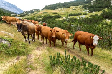 Yeşil vadi ve arka plan, Bulgaristan, Pirin dağ dağ zirveleri ile taze yeşil dağda otlayan inekler dağlarda pastoral yaz peyzaj mera