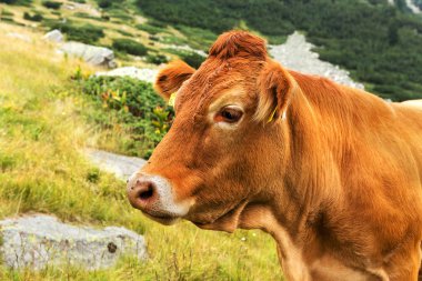 Yeşil vadi ve arka plan, Bulgaristan, Pirin dağ dağ zirveleri ile taze yeşil dağda otlayan inekler dağlarda pastoral yaz peyzaj mera