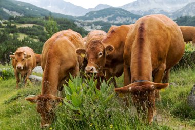 Yeşil vadi ve arka plan, Bulgaristan, Pirin dağ dağ zirveleri ile taze yeşil dağda otlayan inekler dağlarda pastoral yaz peyzaj mera