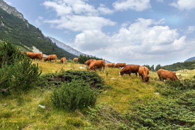 Yeşil vadi ve arka plan, Bulgaristan, Pirin dağ dağ zirveleri ile taze yeşil dağda otlayan inekler dağlarda pastoral yaz peyzaj mera