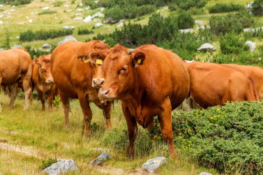 Yeşil vadi ve arka plan, Bulgaristan, Pirin dağ dağ zirveleri ile taze yeşil dağda otlayan inekler dağlarda pastoral yaz peyzaj mera