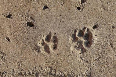 köpek kir, hayvanlar ve doğa ile zeminde seyrediyor. Köpekler farklı boyutlarda izleri takip et. köpek kir, hayvanlar ve doğa ile zeminde. Tasarım için arka plan olarak kum köpek parça