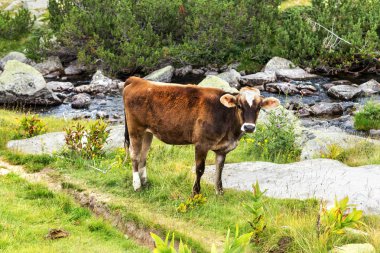 Yeşil vadi ve arka plan, Bulgaristan, Pirin dağ dağ zirveleri ile taze yeşil dağda otlayan inekler dağlarda pastoral yaz peyzaj mera