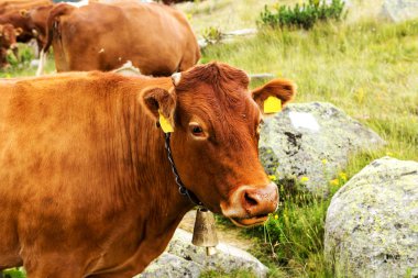 Yeşil vadi ve arka plan, Bulgaristan, Pirin dağ dağ zirveleri ile taze yeşil dağda otlayan inekler dağlarda pastoral yaz peyzaj mera