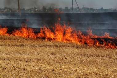 Tamamen orman ve bozkır yangınları ve rüzgar kuru alanlar ve bozkırlarında şiddetli bir kuraklık sırasında yok. Felaket düzenli hasar doğa ve bölge ekonomisi için getiriyor. Işık alan whea hasat ile