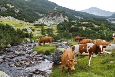 Yeşil vadi ve arka plan, Bulgaristan, Pirin dağ dağ zirveleri ile taze yeşil dağda otlayan inekler dağlarda pastoral yaz peyzaj mera