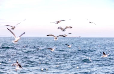 Keskin değil doğal arka plan bulanık. Gökyüzü ve deniz dalgaları karşı sahilde deniz martı. Temel sıçrama doğal için arka plan yaratıcı herhangi bir doğal tasarım