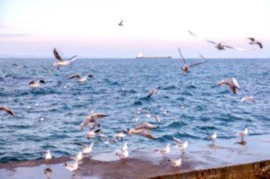 Keskin değil doğal arka plan bulanık. Gökyüzü ve deniz dalgaları karşı sahilde deniz martı. Temel sıçrama doğal için arka plan yaratıcı herhangi bir doğal tasarım