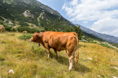 Yeşil vadi ve arka plan, Bulgaristan, Pirin dağ dağ zirveleri ile taze yeşil dağda otlayan inekler dağlarda pastoral yaz peyzaj mera
