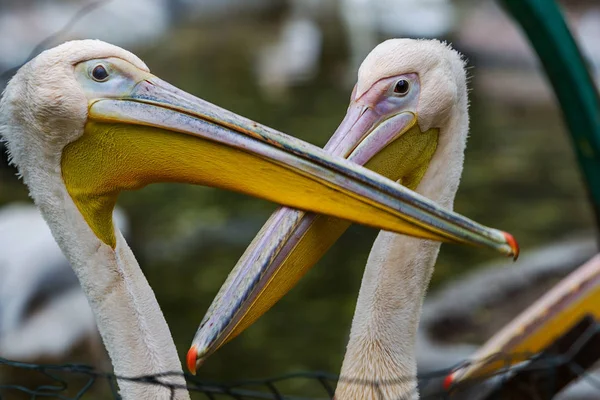 Grands Pélicans Roses Dans Une Enceinte Zoo Admirent Beauté Les — Photo