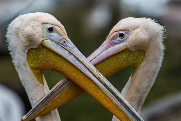Большие Розовые Пеликаны Вольере Зоопарка Восхищаются Красотой Экзотическими Молодыми Посетителями — стоковое фото