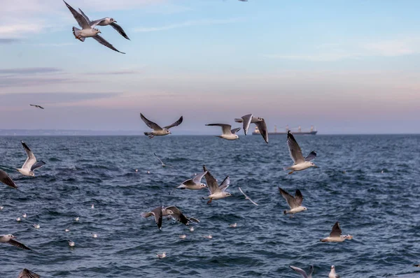 Hungry gulls circling over the winter beach in search of food on a background of sea and blue sky. Sea birds in flight in search of food.