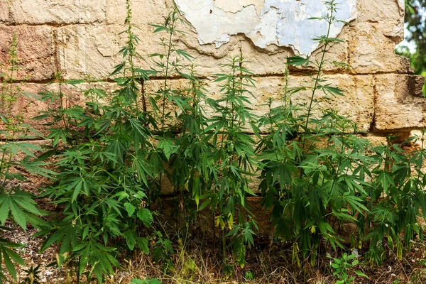 Hojas Verdes Cáñamo Cannabis Marihuana Cáñamo Silvestre Cultivado Crece Pared — Foto de Stock