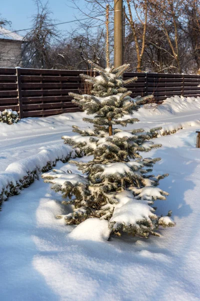 Hóval Borított Fák Téli Erdő Képe Egy Kreatív Téma Háttér — Stock Fotó