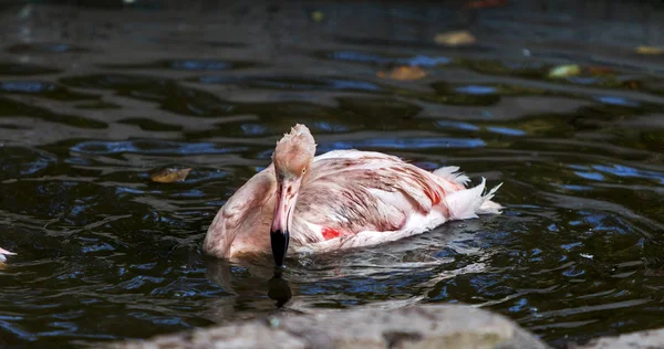 Prachtige Flamingo Een Kunstmatige Reservoir Van City Zoo Wilde Dieren — Stockfoto