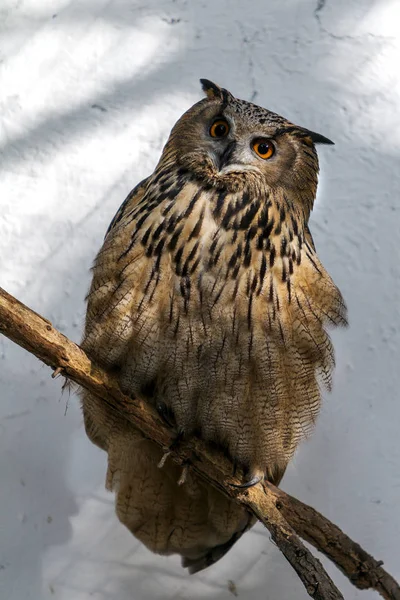European eagle owl. Eurasian eagle owl. Close-up face. Big eyes. wisdom. The evil eye. (Owl, Bubo bubo). Big owl sits on a tree branch waiting game