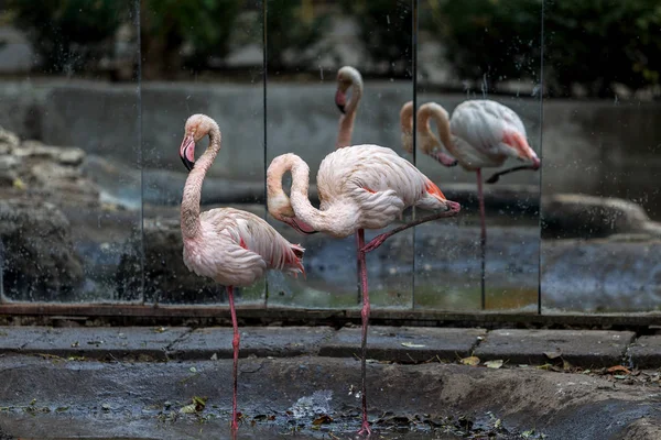 Prachtige Flamingo Een Kunstmatige Reservoir Van City Zoo Wilde Dieren — Stockfoto