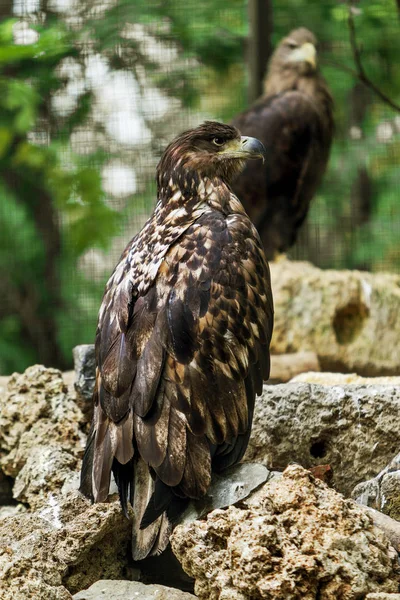 Steppe Eagle Aquila Nipalensis Sentado Una Cresta Piedra Roca — Foto de Stock