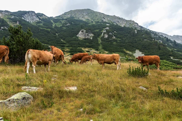 신선한 젖소와 산에서 목가적인 풍경을 불가리아 Pirin 산맥에 산봉우리에 목초지 — 스톡 사진