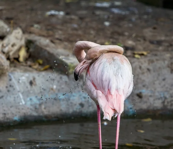 美しいフラミンゴ市動物園の人工湖 野生動物 動物のために鳥小屋農場の鳥 — ストック写真