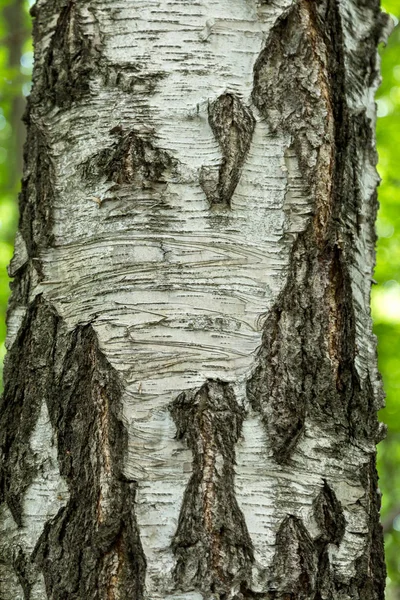 Oude Lichte Houten Achtergrond Textuur Oppervlak Met Oude Natuurlijke Patroon — Stockfoto