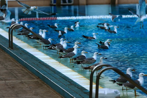 Piscina Deportiva Para Nadar Jugar Waterpolo Saltando Torre Torre Desde — Foto de Stock