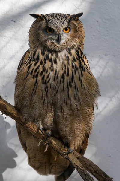 European eagle owl. Eurasian eagle owl. Close-up face. Big eyes. wisdom. The evil eye. (Owl, Bubo bubo). Big owl sits on a tree branch waiting game