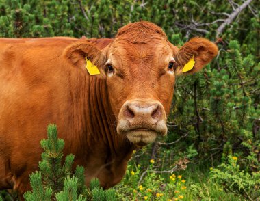 Yeşil vadi ve arka plan, Bulgaristan, Pirin dağ dağ zirveleri ile taze yeşil dağda otlayan inekler dağlarda pastoral yaz peyzaj mera