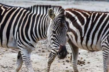Baş, Zebra yakın çekim yüz. Hayvanat Bahçesi kafeste Artiodactyla memeliler zebra. Vahşi hayvanlar savannah, kır. seçici odak