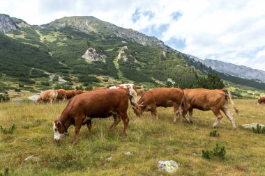 Yeşil vadi ve arka plan, Bulgaristan, Pirin dağ dağ zirveleri ile taze yeşil dağda otlayan inekler dağlarda pastoral yaz peyzaj mera