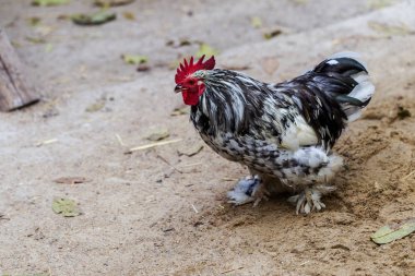 Horoz - horoz, New 2017 - ateşli kırmızı horoz Çin takvimine göre sembolü. Yeni yıl geliyor, kuş-sembolü ile şenlikli arka plan için. Yıl sembolü. Güneşli kırsal sahne