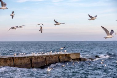 Aç martılar kış sahilde yiyecek bulmak deniz ve mavi gökyüzü bir arka plan üzerinde çember. Deniz kuşları uçuş yiyecek bulmak.